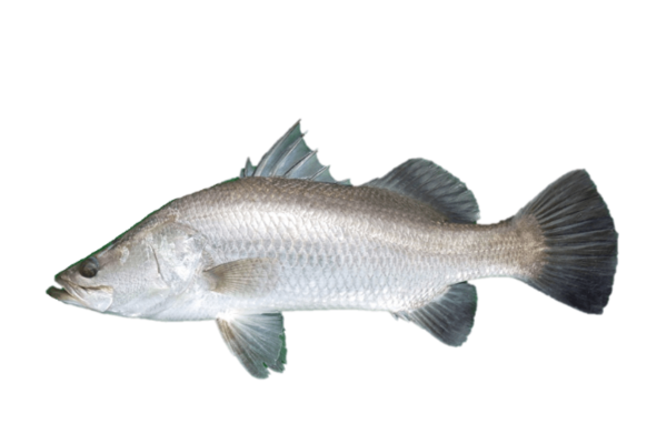 Barramundi 2