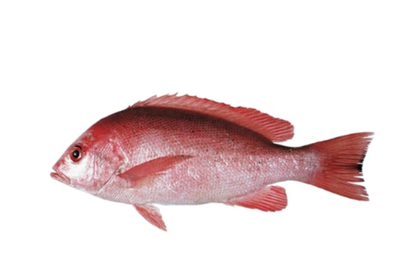 Red Snapper 1