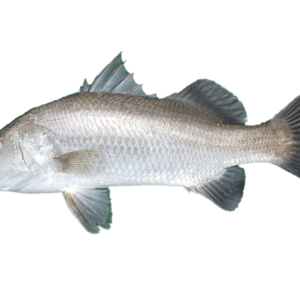 Barramundi