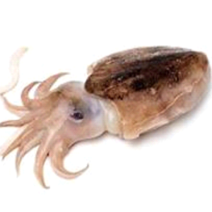 Cuttlefish