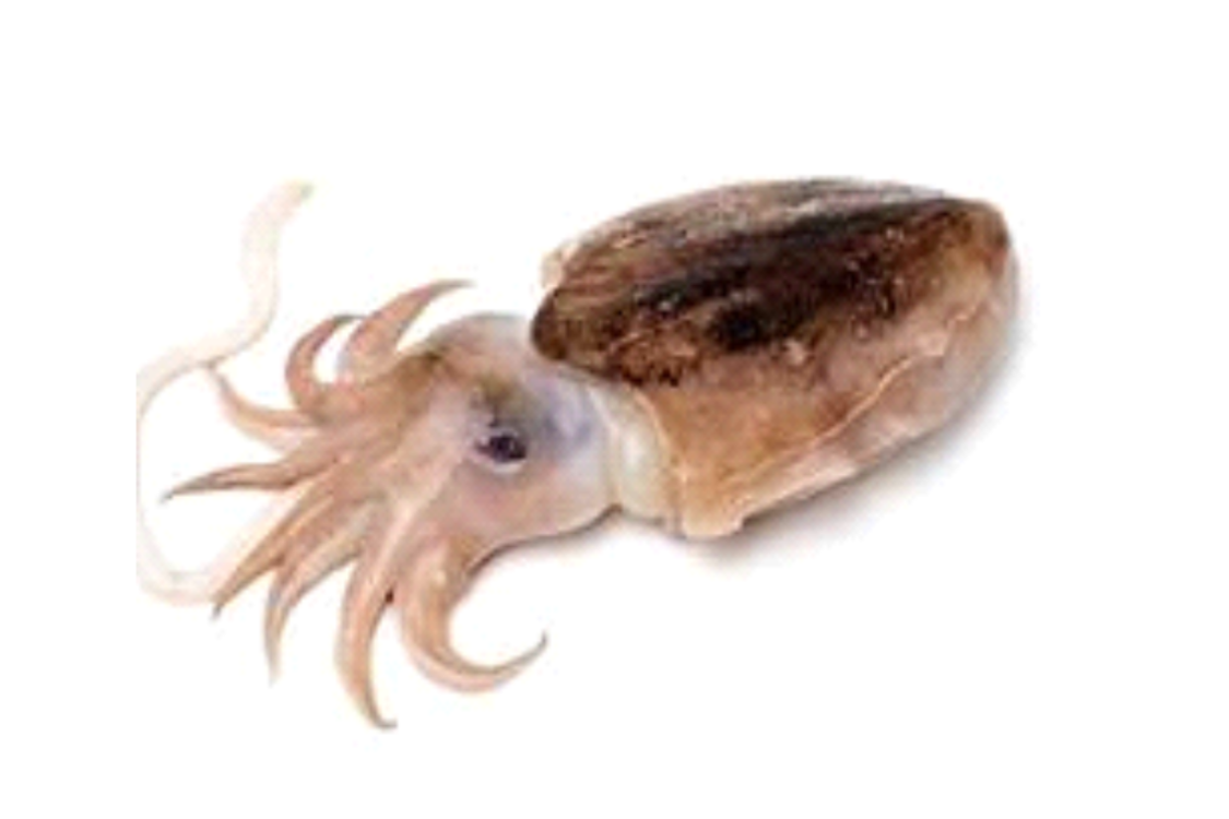 Cuttlefish