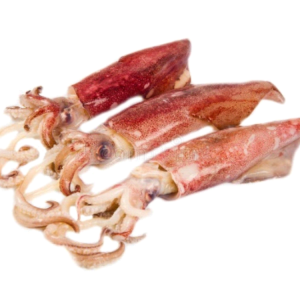 Loligo Squid