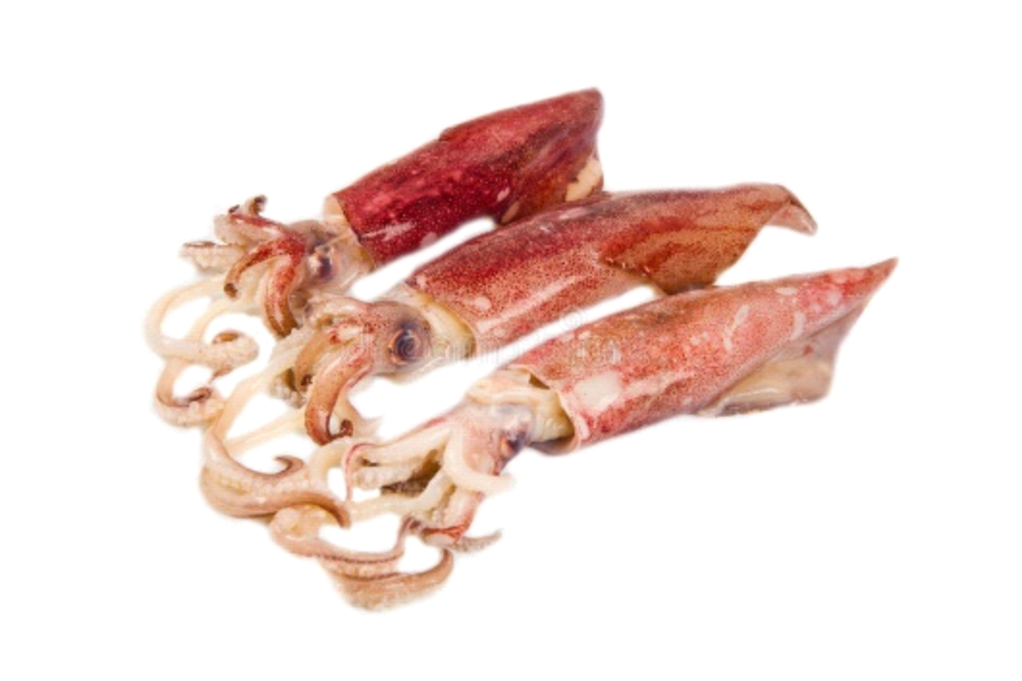 Loligo Squid