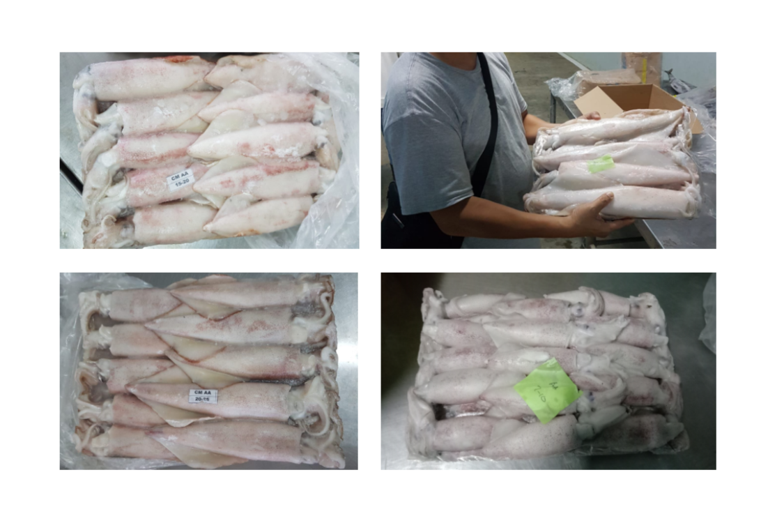 Loligo Squid - Gambar 2