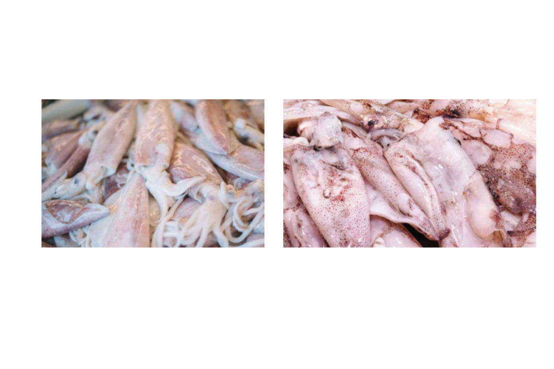 Loligo Squid - Gambar 3