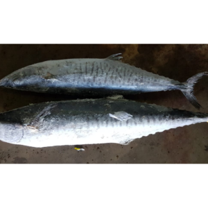 Mackerel