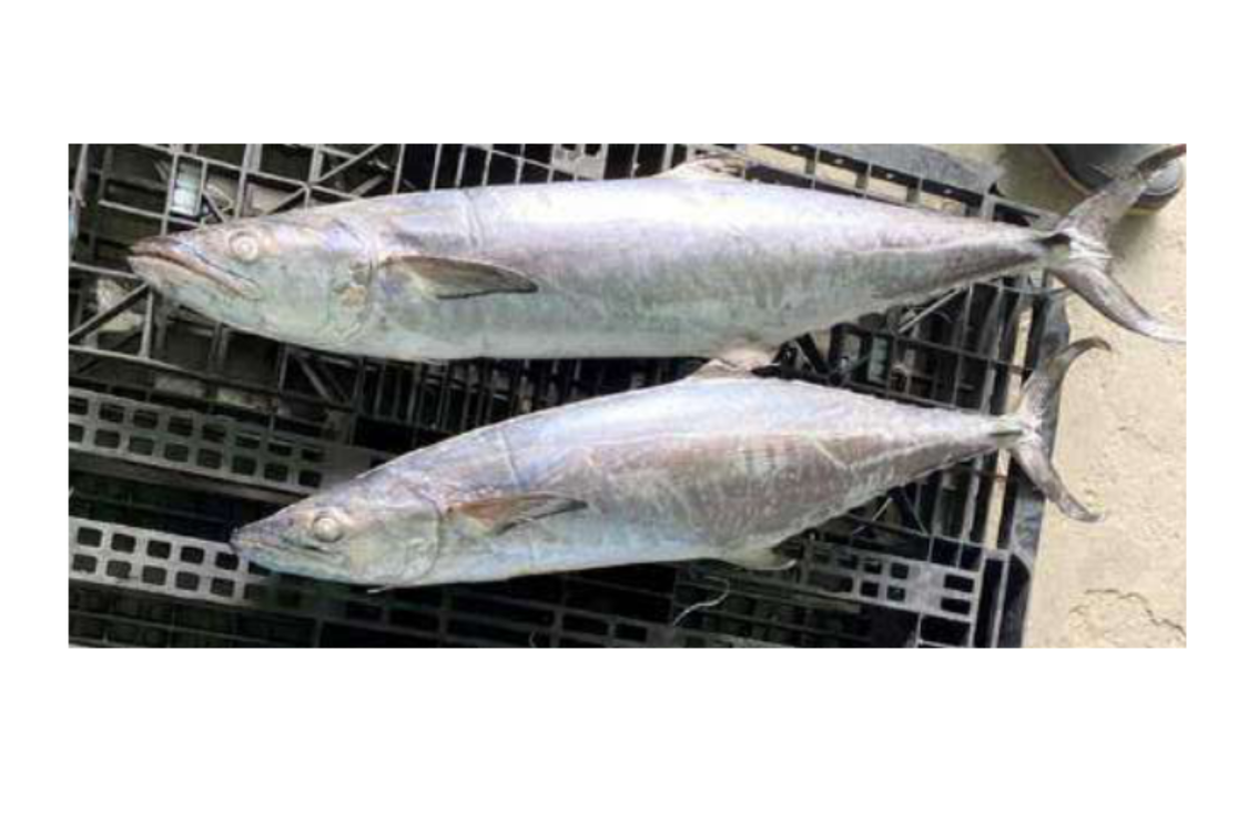 Mackerel - Gambar 2