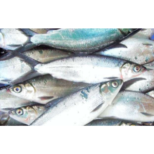 Milkfish