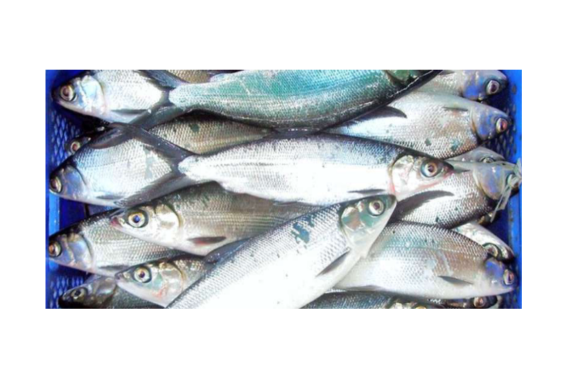 Milkfish