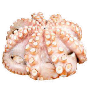 Octopus