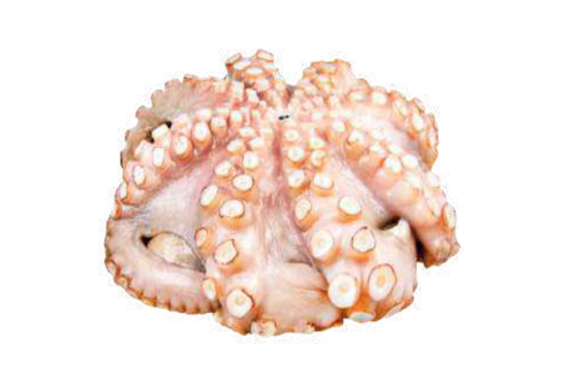 Octopus