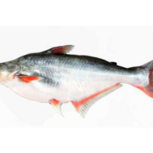 Pangasius