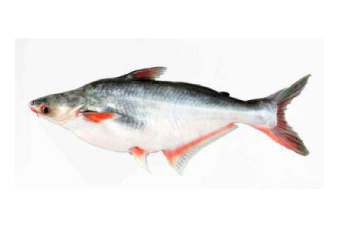 Pangasius