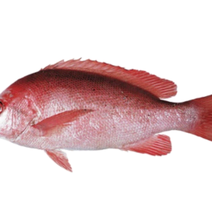 Red Snapper