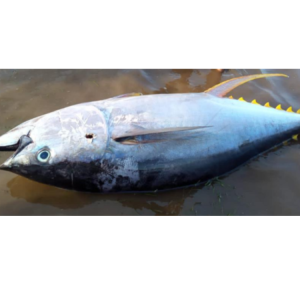 Yellow Fin Tuna